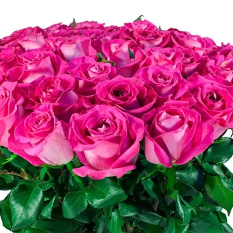 Leuchtend pinker Rosenstrauß von MO BLUMEN, dicht gebunden mit sattgrünen Blättern.